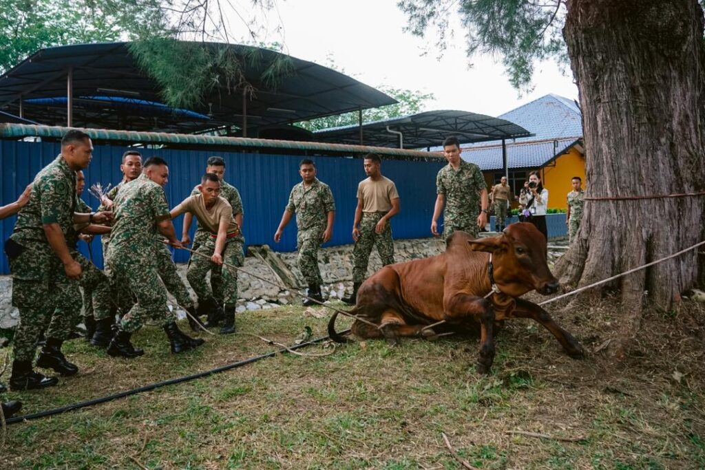 Tentera Darat korban 18 ekor lembu sempena Aidiladha