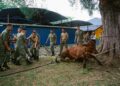 Anggota Tentera Darat Malaysia (TDM) menumbangkang seekor lembu di Majlis Ibadah Korban Perdana Tentera Darat 2026 di Padang Kawad Pancaragam Pusat Rejimen Askar Melayu Diraja (PP RAMD), Kem Perdana Sungai Besi, hari ini. - UTUSAN/ISKANDAR ISHAK