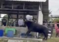 TANGKAP layar rakaman video tular memaparkan seekor kerbau menanduk dan melambung seorang lelaki yang hadir untuk ibadah korban di sekitar Ulu Tiram, Johor Bahru, semalam.
