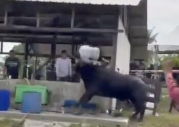 TANGKAP layar rakaman video tular memaparkan seekor kerbau menanduk dan melambung seorang lelaki yang hadir untuk ibadah korban di sekitar Ulu Tiram, Johor Bahru, semalam.