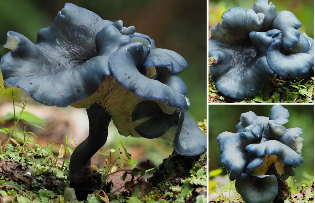 Kulat biru indigo pertama Malaysia ditemui di Taman Kinabalu