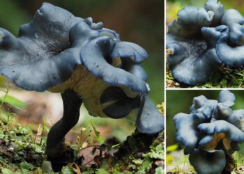 SPESIES kulat biru indigo baharu di Taman Kinabalu yang merupakan penemuan pertama
genus seumpamanya di Malaysia.