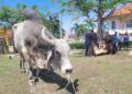 SEEKOR daripada dua lembu baka brahman kurniaan Sultan Kelantan untuk dikorbankan pada Majlis Ibadah Korban Jama'ie MAIK di Kompleks Islam Jubli Perak Sultan Ismail Petra, Panji, Kota Bharu Kelantan hari ini. - UTUSAN/MUSTAQIM MOHAMED