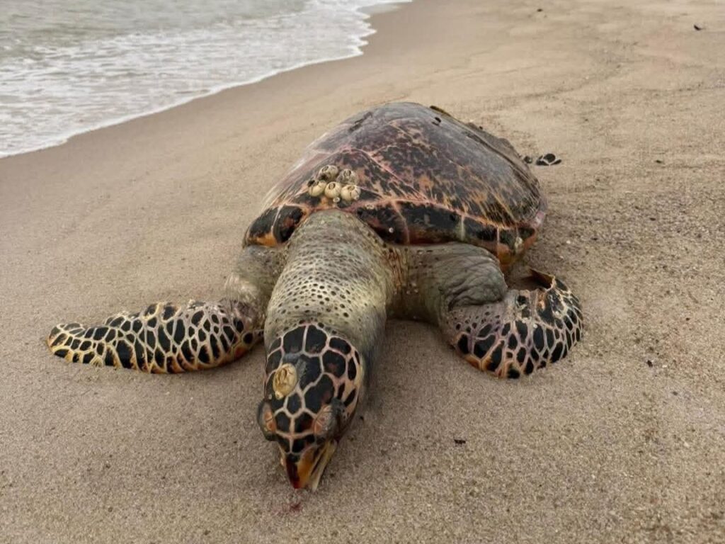 Bangkai penyu jantan ditemukan terdampar di Pantai Pengkalan Balak