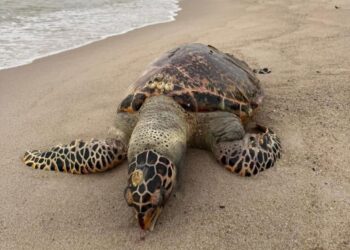 BANGKAI penyu karah jantan ditemui di Pantai Pengkalan Balak oleh orang awam petang semalam. - IHSAN PEMBACA