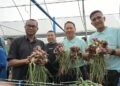 MOHAMAD Zabawi Abdul Ghani (kiri) melihat hasil tanaman bawang yang diusahakan di usahawan MARDI di Ulu Pilah, Seri Menanti, Kuala Pilah semalam.