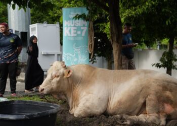 Lembu sado yang akan dikorbankan sempena Korban Perdana ikhlas.com 2026 di Masjid Nurul Islam di sini hari ini. - GAMBAR/ikhlas.com
