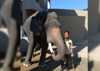 ALI Gedung bersama gajah di bawah jagaannya, Kelat di Zoo Tennoji Osaka, Jepun.
