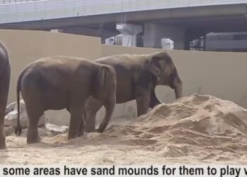 TANGKAP layar rakaman video keadaan terkini tiga gajah Malaysia yang ditempatkan di  Zoo Tennoji, Osaka di Jepun yang dikongsi dalam Facebook MPT.