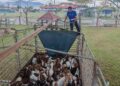 JPV Perak merampas 101 ekor kambing dipercayai diseludup untuk ibadah korban dalam pemeriksaan di Hentian Sebelah Ladang Bikam