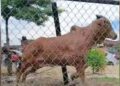 LEMBU yang menyerang petugas ibadah korban di perkarangan Masjid Ittifaqiah Taman Sri Inderapura (MITSI) di Kuantan, Pahang. - FOTO IHSAN PENDUDUK