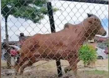 LEMBU yang menyerang petugas ibadah korban di perkarangan Masjid Ittifaqiah Taman Sri Inderapura (MITSI) di Kuantan, Pahang. - FOTO IHSAN PENDUDUK