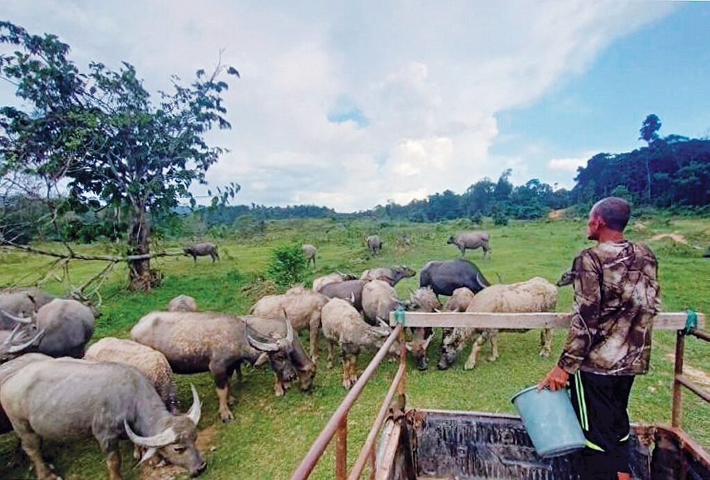Bermula sepasang kerbau, kini membiak lebih 200 ekor