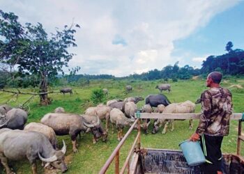 WAN Rokman Wan Ngah memberikan makanan sambil memantau sebahagian kerbaunya di Kampung Bukit Mat Daling, Jerantut, Pahang.