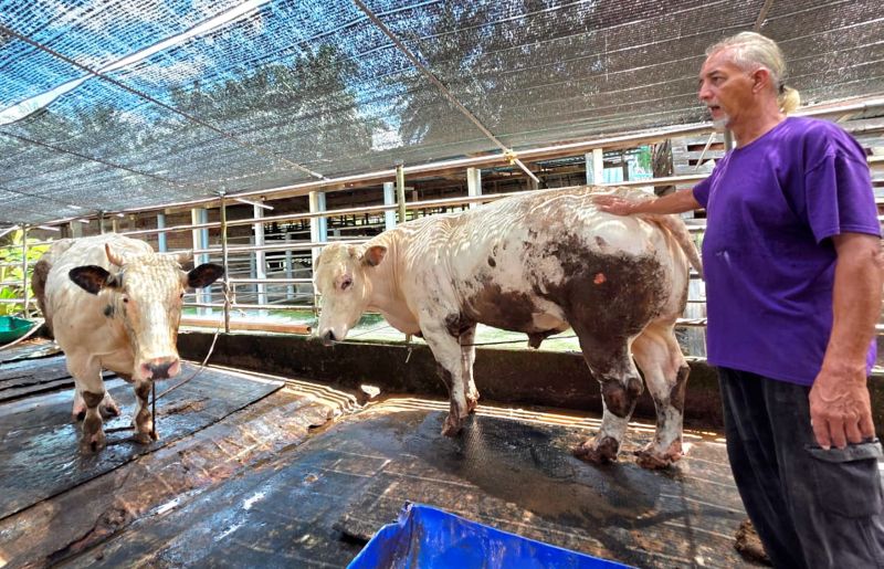 Penternak mengeluh permintaan lembu korban Aidiladha merosot
