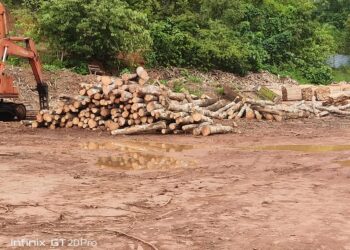 LONGGOKAN kayu balak yang belum diproses antara yang dirampas dalam serbuan di sebuah premis di Jeniang kerana beroperasi tanpa kelulusan Jabatan Perhutanan Negeri Kedah. - IHSAN PGA