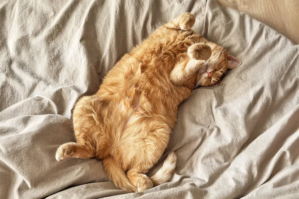 Long Sleep in Cats Is Natural Behavior, Not Laziness