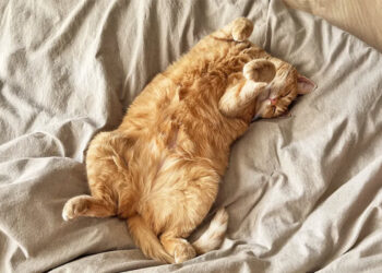 kucing perlu tidur selama 12 hingga 18 jam sehari.