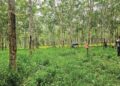 MAYAT Asmadi Ibrahim ditemukan berhampiran motosikalnya
di kawasan kebun getah di Felda Teloi Timur, Sik, semalam.