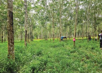 MAYAT Asmadi Ibrahim ditemukan berhampiran motosikalnya 
di kawasan kebun getah di Felda Teloi Timur, Sik, semalam.