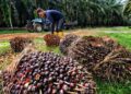HLIB mengulangi saranan ‘overweight’ terhadap keseluruhan sektor perladangan negara.