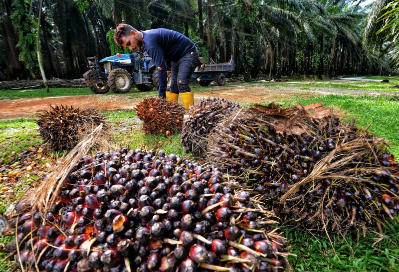 Harga MSM diunjur kekal tinggi pada RM4,350
