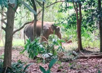 GAJAH sering dipaparkan sebagai pengganggu aktiviti manusia, yakni gajah menjadi pemusnah dan manusia menjadi mangsa.
