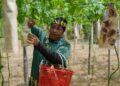 ORANG Asli boleh diposisikan sebagai rakan strategik dalam rantaian bekalan negara melalui kerjasama erat kerajaan, sektor swasta, universiti, pertubuhan bukan kerajaan (NGO) dan komuniti.