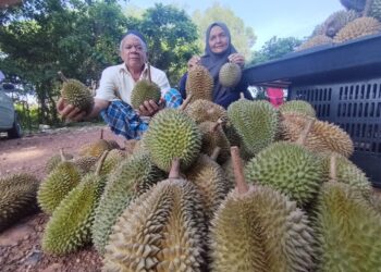 KAMARUDDIN Che Omar (kiri) dan Siti Rohana menunjukkan buah durian kampung Hulu Besut yang dijual di Kampung Gaung, Besut, Terengganu. – UTUSAN/WAN ZURATIKAH IFFAH WAN ZULKIFLI