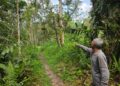 BAH Kajong menunjukkan laluan dari kaki Gunung Batu Putih di Tapah yang berlaku kehilangan pendaki wanita, Jaslinda Saludin namun berjaya ditemukan dalam keadaan selamat pad Sabtu lalu. - UTUSAN/AIN SAFRE BIDIN.