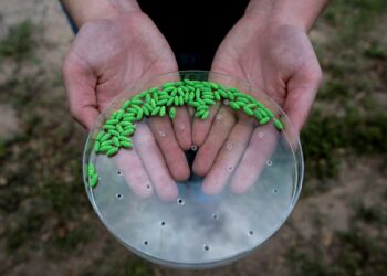 KAKITANGAN USDA menunjukkan pupa steril lalat yang digunakan untuk mengekang penularan parasit cacing skru semasa sidang media di Chapparosa Ranch di Texas.-AFP