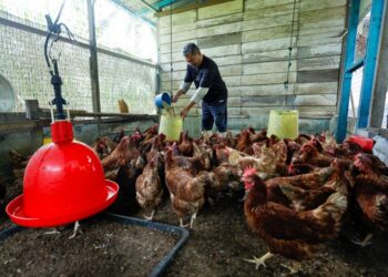 Halim Mak Som Dahlan memberi makanan kepada ayam di pusat ternakan di Kampung Sungai Ayam, Batu Pahat, semalam.