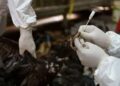 AUSTRALIA satu-satunya benua yang masih bebas daripada kes H5N1, walaupun virus itu pernah dikesan di wilayah sub-Antartika pada akhir 2025.- AGENSI