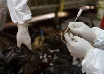 AUSTRALIA satu-satunya benua yang masih bebas daripada kes H5N1, walaupun virus itu pernah dikesan di wilayah sub-Antartika pada akhir 2025.- AGENSI