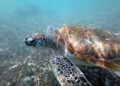 CHINA dakwa penyu dan ikan pengintip yang ditemukan dipasang peranti sensor untuk memantau perairan negara.- AFP