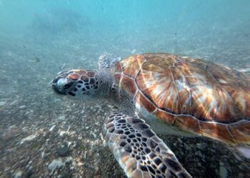 CHINA dakwa penyu dan ikan pengintip yang ditemukan dipasang peranti sensor untuk memantau perairan negara.- AFP