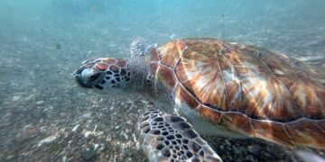 CHINA dakwa penyu dan ikan pengintip yang ditemukan dipasang peranti sensor untuk memantau perairan negara.- AFP