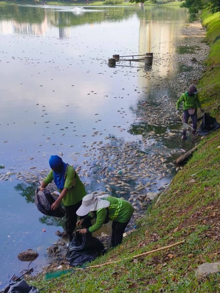 Heavy rain blamed for mass fish deaths in Malaysian lake