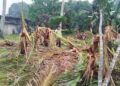 JAMALUDDIN Mahmod menunjukkan sebahagian daripada 106 batang pokok pisang  yang musnah dipijak gajah liar di Kampung Gol di Jerantut, Pahang. – UTUSAN/HARIS FADILAH AHMAD