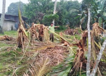 JAMALUDDIN Mahmod menunjukkan sebahagian daripada 106 batang pokok pisang  yang musnah dipijak gajah liar di Kampung Gol di Jerantut, Pahang. – UTUSAN/HARIS FADILAH AHMAD