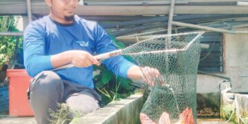 AHMAD Muttaqin Khairul mengusahakan kolam ternakan ikan yang pada asalnya terbiar milik arwah datuknya di Tapah, Perak. 
– UTUSAN/MEGAT LUTFI MEGAT RAHIM