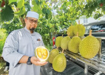 AHMAD Maher Safian menunjukkan durian kunyit gred A yang dijual pada harga murah di belakang Masjid Sultan Ismail Petra, Kota Bharu, Kelantan. – UTUSAN/YATIMIN ABDULLAH