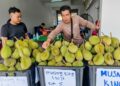 AH Chin (kanan) bersama Waikin Chin menjual Musang King pada harga minimum RM5 sebiji di bandar Kuala Lipis di Lipis , Pahang.