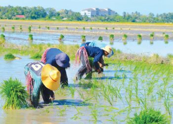 PARA pesawah melakukan kerja-kerja penanaman padi di sekitar Tambun Tulang, Arau, Perlis semalam. – UTUSAN/IZLIZAN OTHMAN