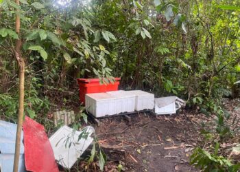 KAWASAN hutan yang menjadi lokasi penyimpanan stok ketum di dalam serbuan di Pasir Mas, Kelantan semalam.