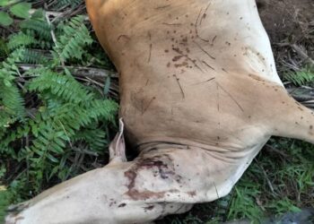 PENEMUAN bangkai seekor lembu dengan kesan gigitan pada leher dipercayai dibaham harimau di Kampung Sungai Mok di Rompin, Pahang.