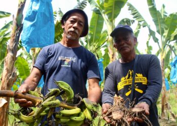 AMRI Deraman (kanan) dan Ab. Jalal Kasim menunjukkan akar dan hasil buah pisang selepas dijangkiti penyakit ketika ditemui di kebun di Astana Raja, Kota, di Rembau baru-baru ini.-UTUSAN / NOR SHAFIQAH MOHD GHAZALI
