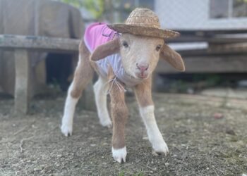 ANAK biri-biri ini diberi nama Adha sempena kelahirannya pada Hari Raya Haji yang lalu.