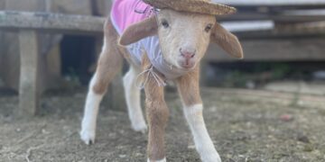 ANAK biri-biri ini diberi nama Adha sempena kelahirannya pada Hari Raya Haji yang lalu.