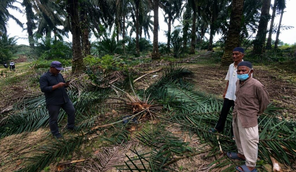 Herd of 40 Elephants Destroys Oil Palm Crops in Pahang Plantation